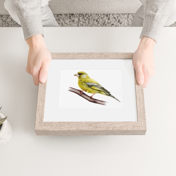 Greenfinch Bird Wall Art Watercolor Illustration Print Poster Card Unframed - Picture 2 of 5